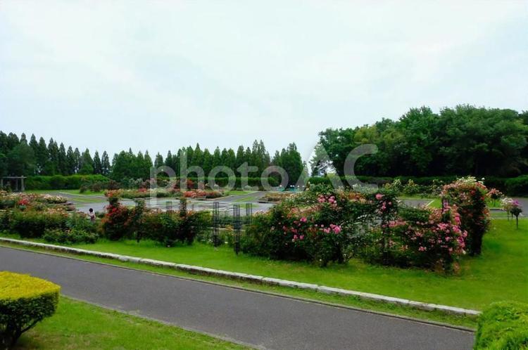 バラ園　播磨中央公園 バラ,ばら,薔薇の写真素材
