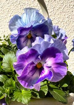 ブルーパンジー パンジー,花,アップの写真素材