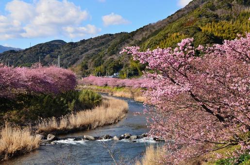 川沿いの土手一面に咲き誇る河津桜 川沿いの土手一面に咲き誇る河津桜の写真