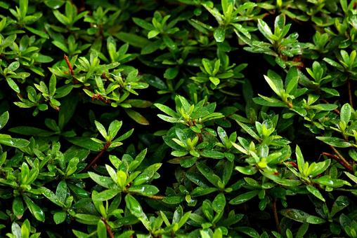 庭木と雨滴 雨滴,水,しずくの写真素材