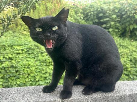 黒猫シャーッ! 黒猫シャーッ! 黒猫,猫,ねこの写真素材