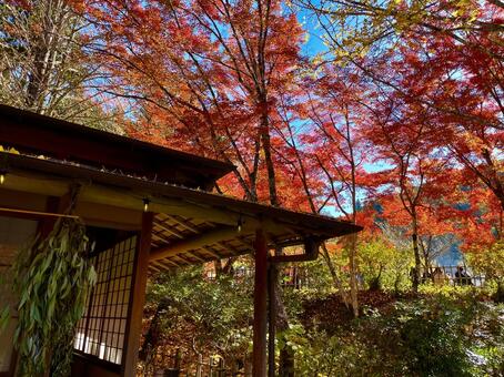 日本家屋と紅葉の綺麗な風景 風景,自然,日本家屋の写真素材