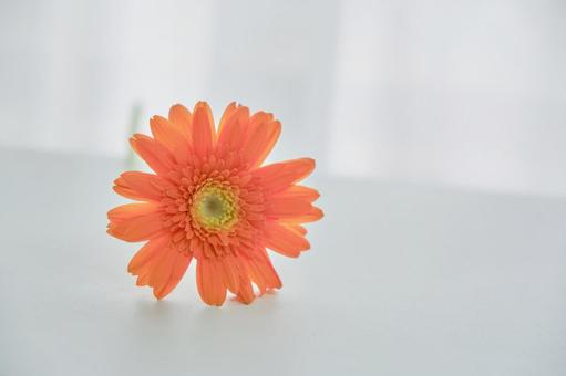 穏やかな光と綺麗なカーネーションの生花 背景,生花,花の写真素材