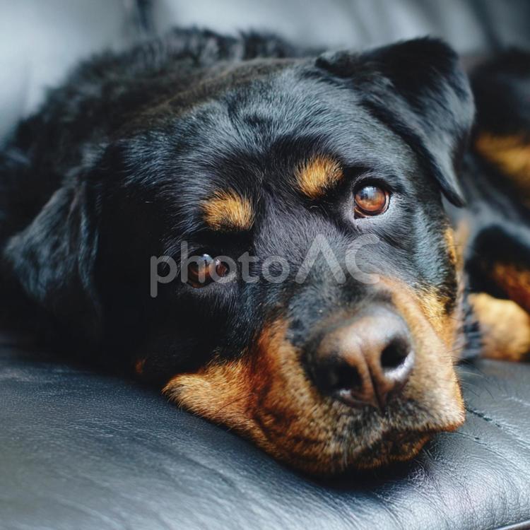 ソファでくつろぐ犬のクローズアップ 犬,ペット,動物の写真素材