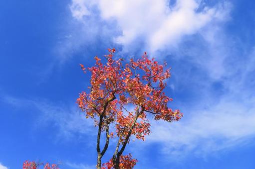 秋晴れの青空に映えるナンキンハゼの紅葉 紅葉,ナンキンハゼ,赤色の写真素材