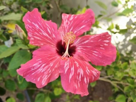ハイビスカスの写真