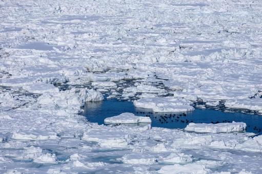 オホーツク海を埋め尽くした流氷群 流氷,流氷原,氷の写真素材