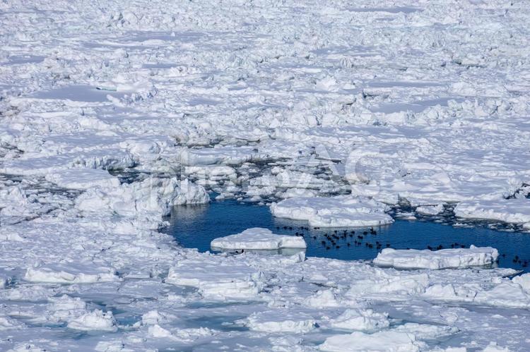 オホーツク海を埋め尽くした流氷群 流氷,流氷原,氷の写真素材