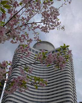 桜とビル 桜とビルの写真