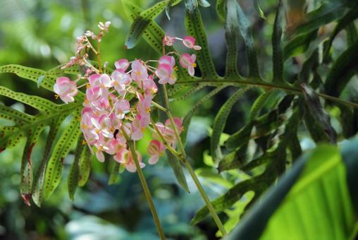 海外の多肉植物の花 海外,アメリカ,マサチューセッツの写真素材