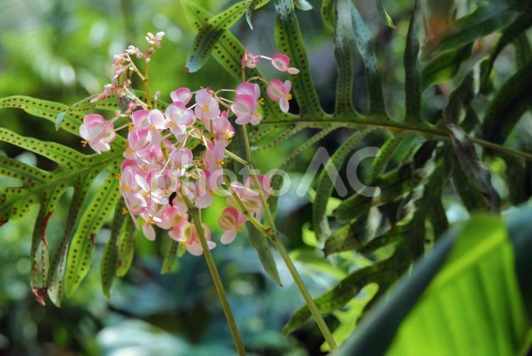 海外の多肉植物の花 海外,アメリカ,マサチューセッツの写真素材