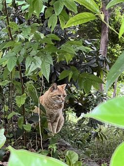 茂みの隙間から周囲を見渡す猫 猫,ネコ,茂みの写真素材
