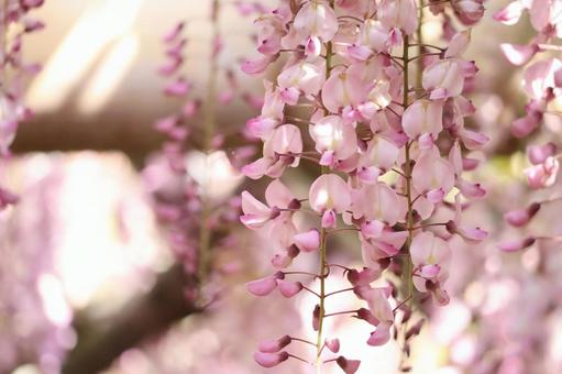 フジの花(ピンク) 藤,ふじ,藤の花の写真素材