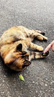 しあわせの麦わら猫（久しぶりなのにゃ編） しあわせ,麦わら,猫の写真素材