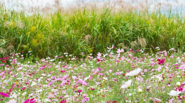 秋風に揺れるコスモス畑とすすきの写真