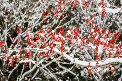 雪とイイギリ⑸ 冬,雪,木の写真素材