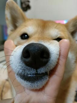 あご乗せするブサカワ柴犬くるみアップ! あご乗せするブサカワ柴犬くるみアップ! 犬,柴犬,shibainuの写真素材