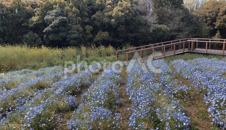 青のお花畑 青,お花,自然の写真素材