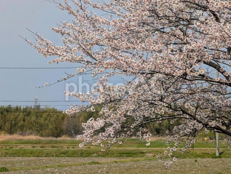 満開の桜と畑 春,桜,ピンクの写真素材