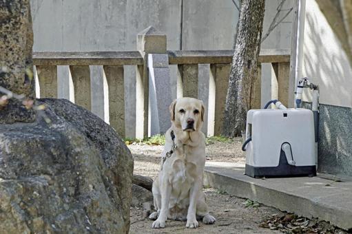 神社の犬 神社の犬の写真
