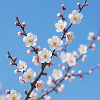 青空に咲く白とピンクの梅の花 青空に咲く白とピンクの梅の花の写真