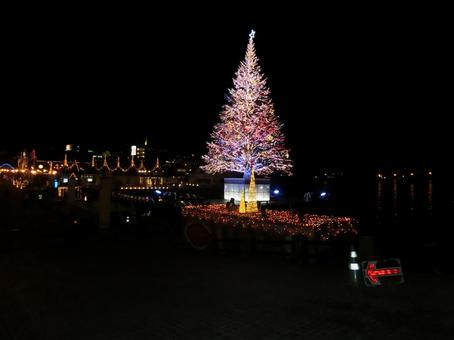 ライトアップされたもみの木 クリスマスツリー,12月,ライトアップの写真素材