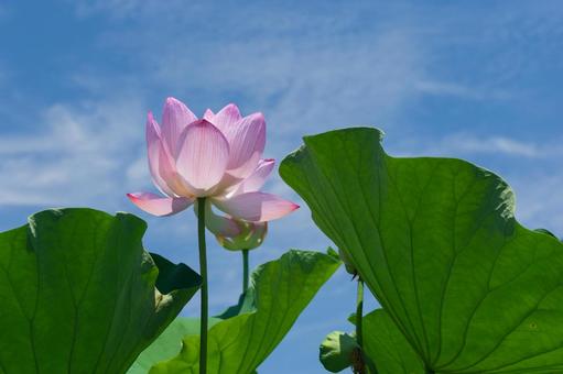 Photo, a lotus, lotus pond, flower, 