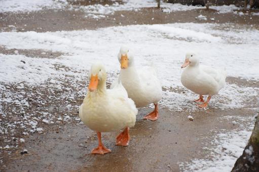 アヒル 冬,雪,積雪の写真素材