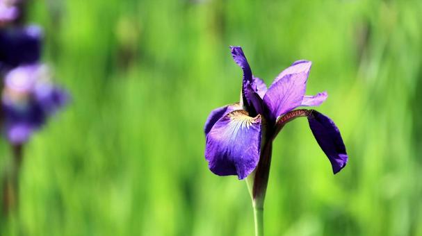 Vivid iris flowers, JPG Vivid iris flowers, JPG