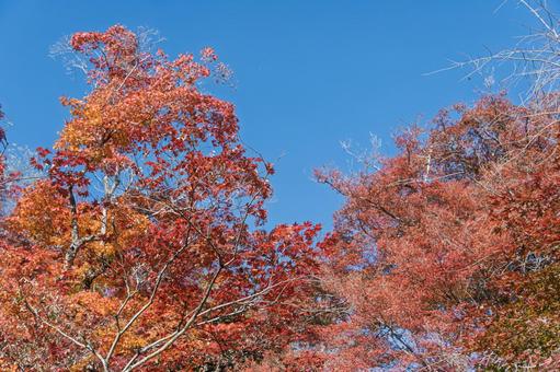 秋麗のもみじ 秋麗のもみじの写真