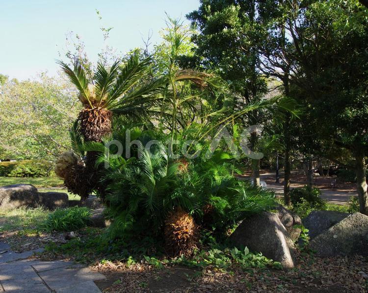 葛西臨海公園の風景 葛西臨海公園,景観,風景の写真素材