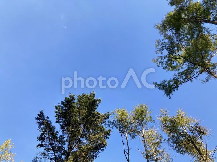 青空と木々の宴08 コピースペース,タイトルスペース,テキストスペースの写真素材
