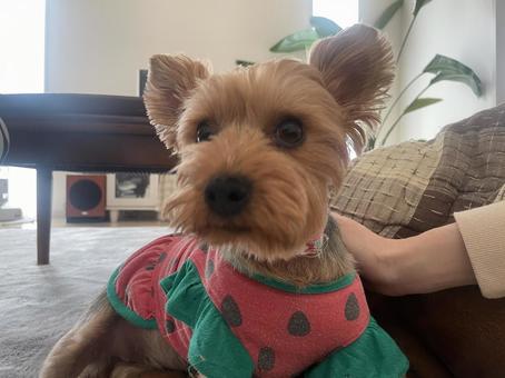 犬 犬の写真