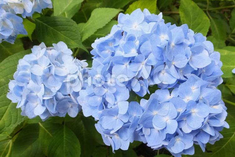 あじさい　初夏の訪れ あじさい寺,花,紫陽花の写真素材