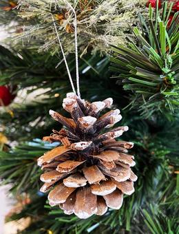 松ぼっくり 松ぼっくり,松,クリスマスの写真素材