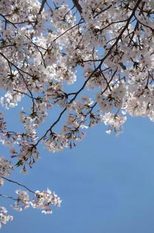 桜 桜の写真