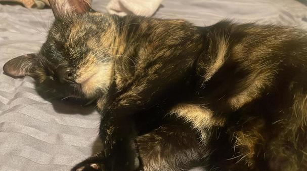 猫の寝顔の写真