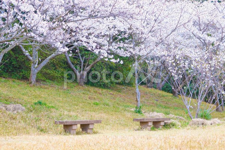 桜の風景8 桜,さくら,サクラの写真素材