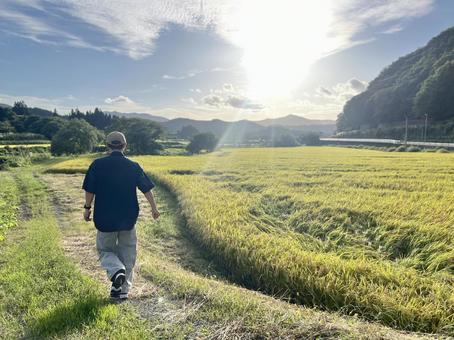 秋　たんぼ　男性後ろ姿 稲穂,秋,新米の写真素材