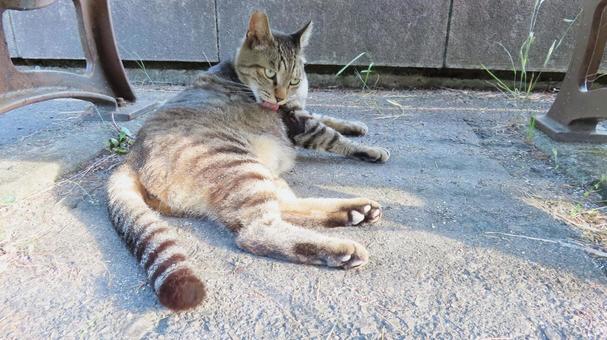 毛繕い姿があざといもふもふな肉球猫 毛繕い姿があざといもふもふな肉球猫の写真