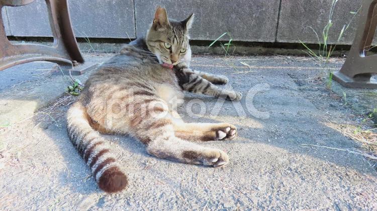 毛繕い姿があざといもふもふな肉球猫 猫,キジトラ,毛繕いの写真素材