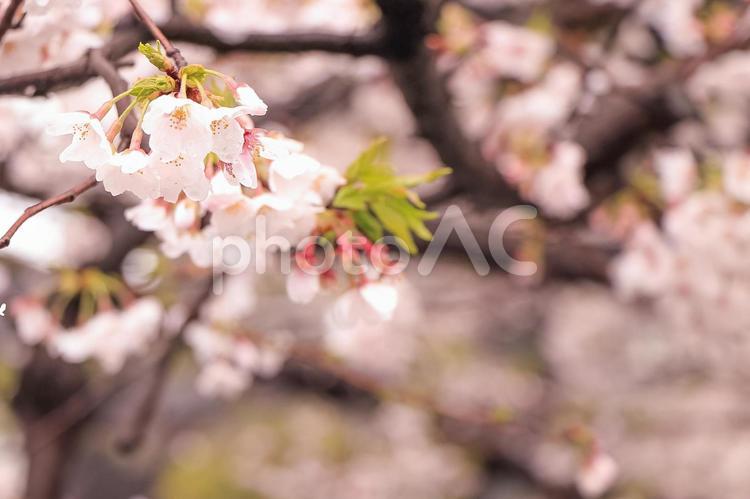 雨のあとの桜 サクラ,桜,ソメイヨシノの写真素材