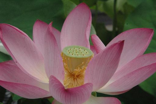 鎌倉市岡本のハスの花 鎌倉市岡本のハスの花の写真
