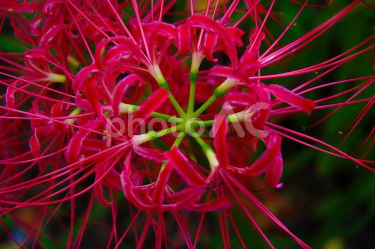 【植物】真上から見た彼岸花 曼珠沙華,彼岸花,植物の写真素材