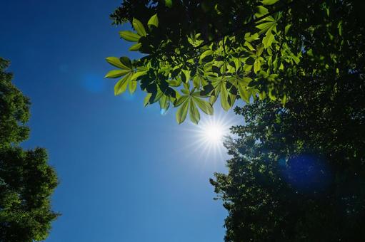 光条 光条 光条,太陽,眩しいの写真素材