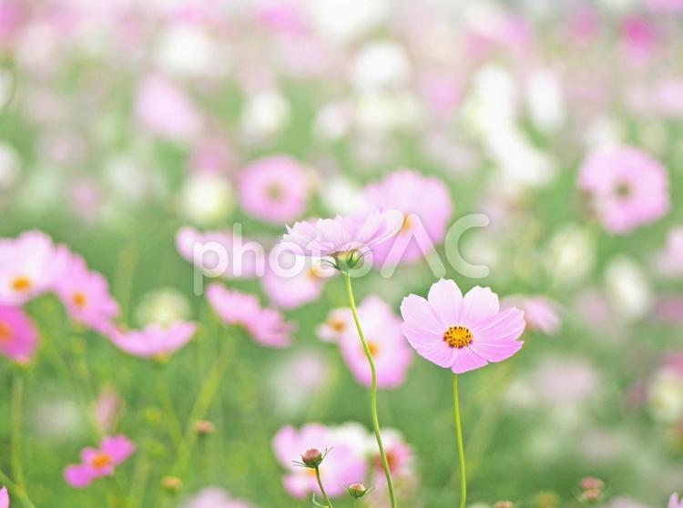 優しいピンクの秋桜と満開のコスモス畑 コスモス,秋,秋桜の写真素材