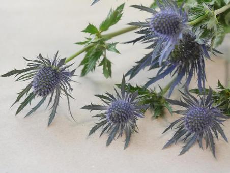 エリンジウム＊エキゾチックフラワー エリンジウム,青い花,秋のフレームの写真素材