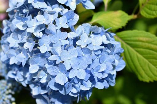 紫陽花 紫陽花の写真