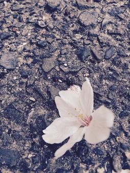 Flower, JPG Flower, JPG