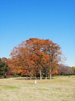 水元公園の紅葉・煉瓦色の木々（葛飾区） 秋,水元公園,紅葉の写真素材